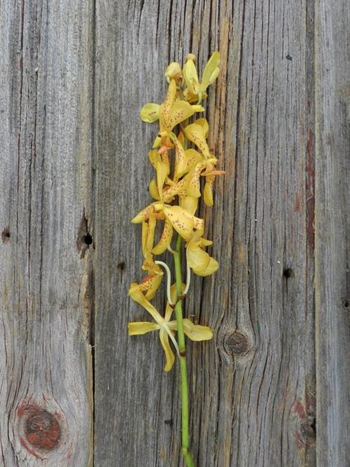 TWILIGHT YELLOW MOKARA ORCHIDS